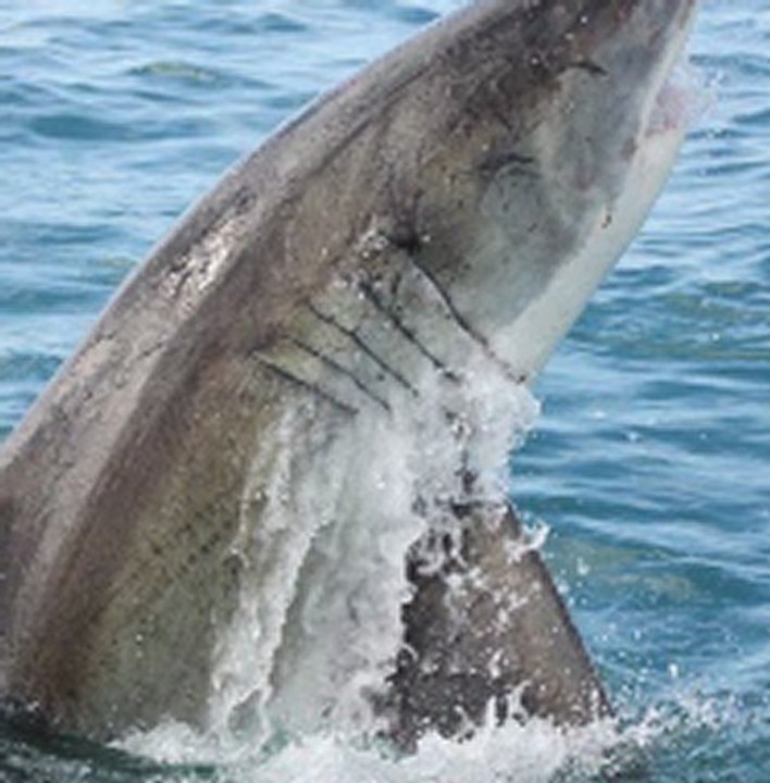 white shark