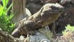 Nacen 24 ejemplares de lagarto gigante de El Hierro