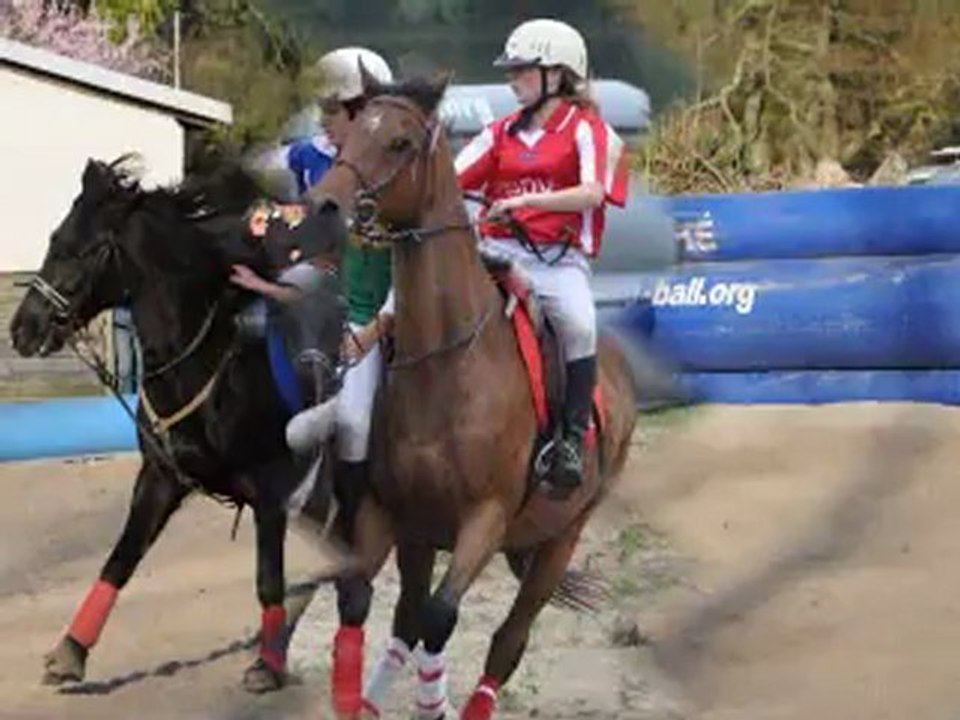 Poney D horse ball à vendre ou à louer Kinaïs 06 87 21 74 48