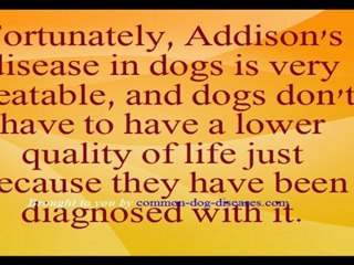 Addison's Disease in Dogs