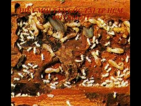 dịch vụ diệt mối tận gốc 0935 818 711