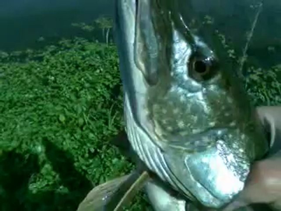 Remise à l'eau d'un petit brochet de 75 cms