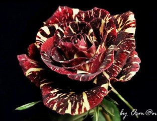 Süper... Sazlı Sözlü Oyun Havaları