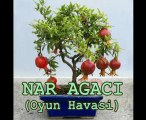 Cömlekci10(Müzik)Nar Agaci(Oyun Havasi)