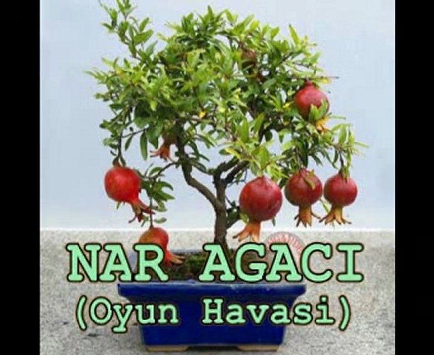 Cömlekci10(Müzik)Nar Agaci(Oyun Havasi)