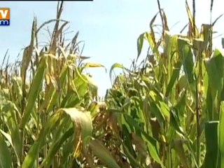 Etude sur la toxicité des OGM : le scientifique mis en doute