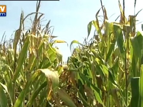 Etude sur la toxicité des OGM : le scientifique mis en doute