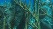 Ambiente: la Grande barriera corallina si è dimezzata