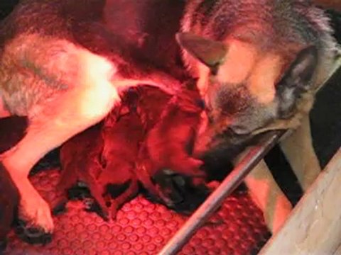 premiere vidéo des chiots de burkina des malicieux germeco et de far-west du chateau de luneville