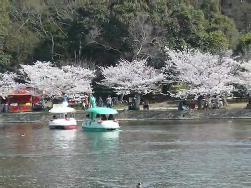 さくら　森山良子