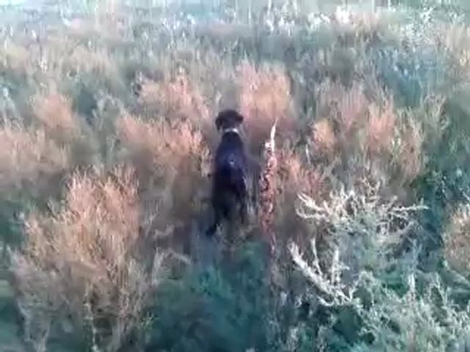 Video-0002