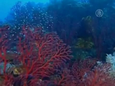 Кораллы будут спасать истреблением морской звезды