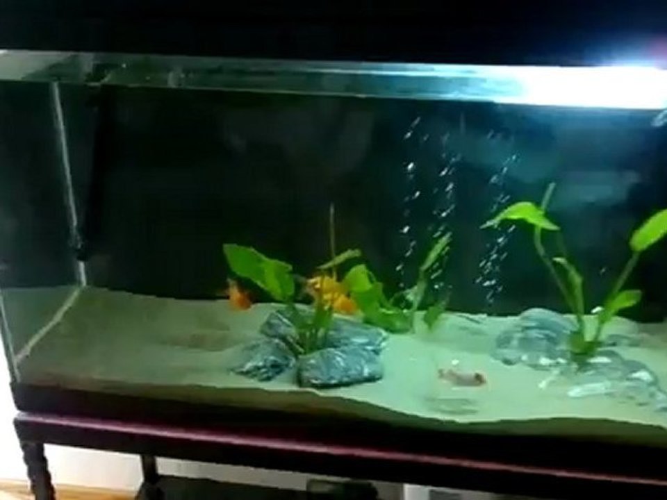 Japon Akvaryumum