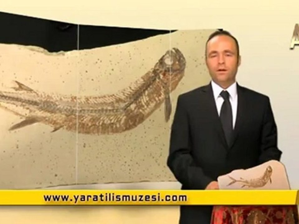 MİLYONLARCA YILDIR DEĞİŞMEYEN KURT RİNGA BALIĞI - YouTube