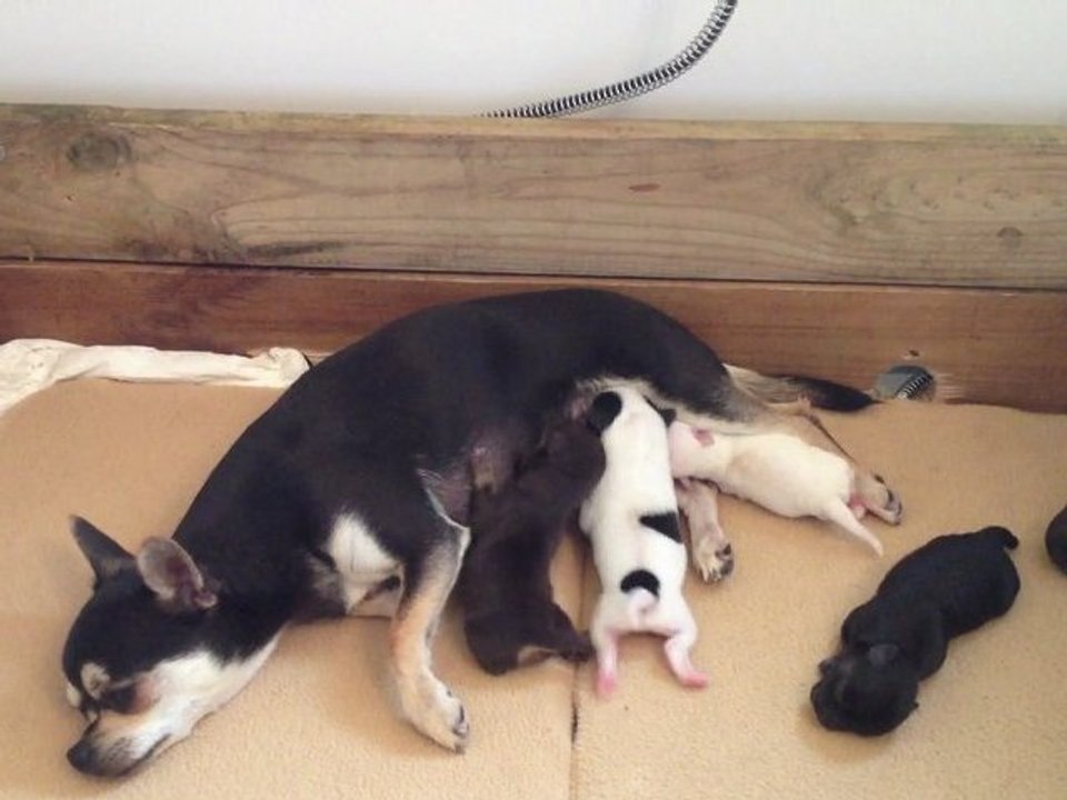 Chihuahuas de 3 jours tètent leur maman