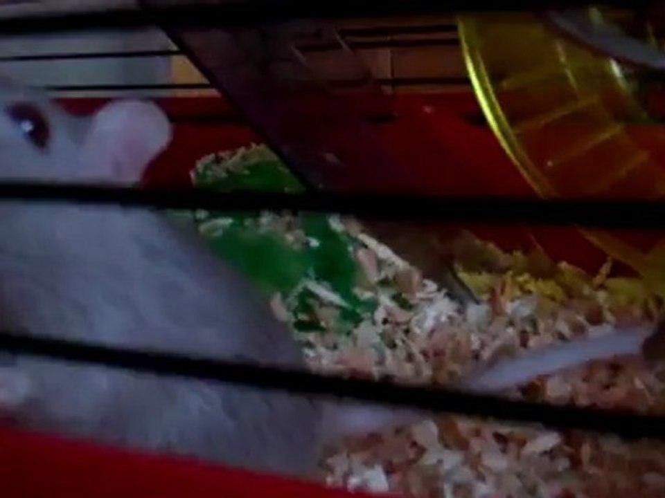 Praline