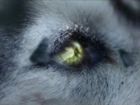 David Guetta feat. Sia - She Wolf (Falling to Pieces) [Official Music Video]