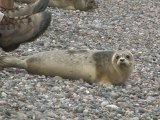 Remise en liberté de 10 bébés phoques en Baie de Somme