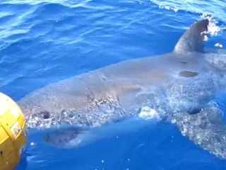 Les calédoniens et le requin blanc