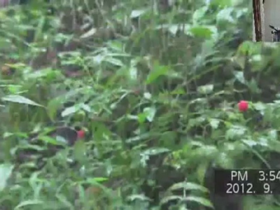 あとどれだけ歩けばいいのか　富士登山再放送120924