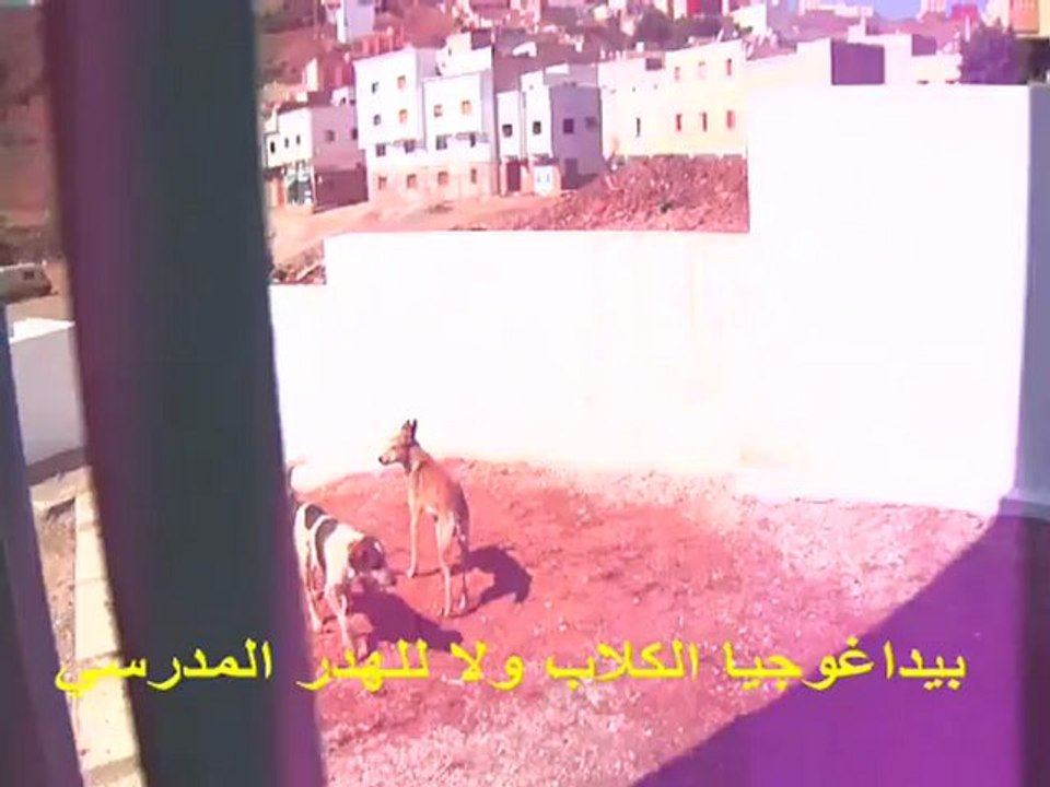 الدخول المدرسي على ايقاع الكلاب