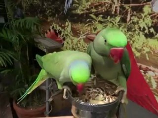 Birds Show 28 Sept 2012 Expo Center Lahore Pakistan