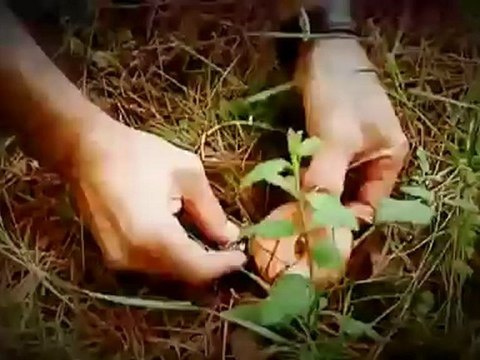 TV3 - Dijous, a les 21.50 a TV3 - Caçador de bolets