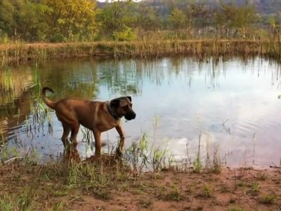 2011 - 2012 - Balades avec les chiens