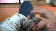 Позитивный ежонок