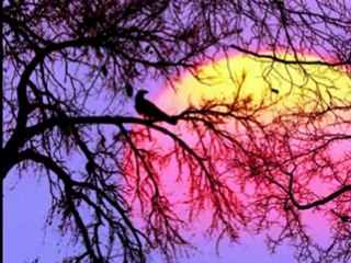 DAILY IN  CHRIST - 242