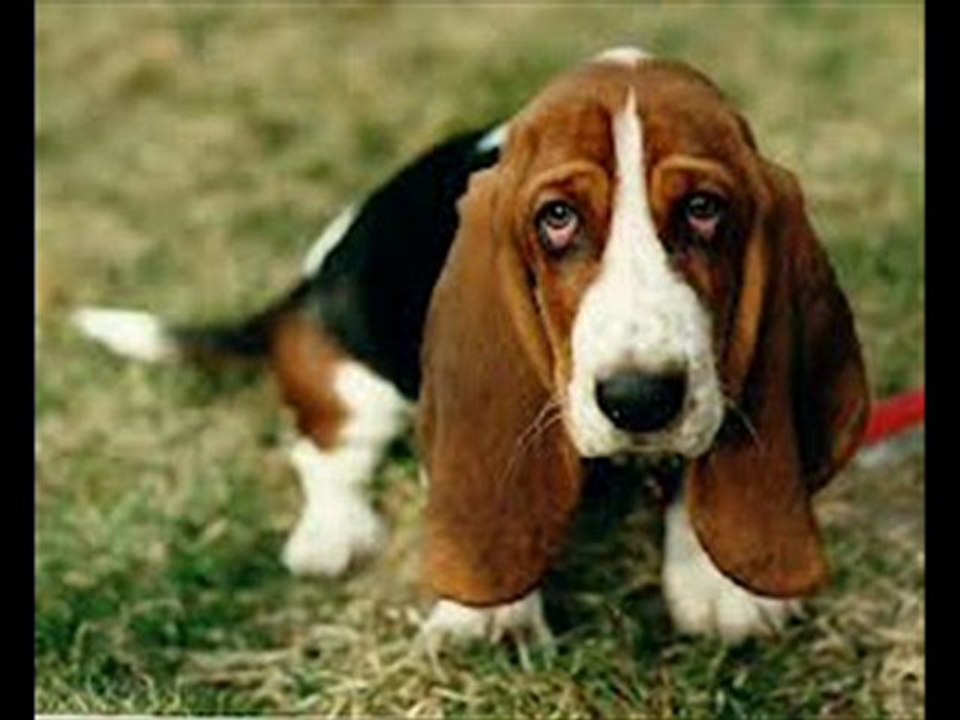 Elvis Presley Hound Dog