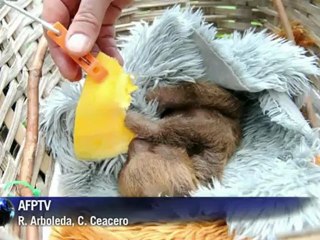 Santuario para perezosos en Colombia