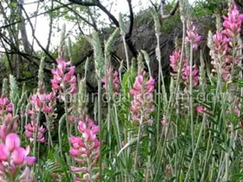 Korunga tohum fiyatları,Korunga cesitleri,korunga tohumu satılık