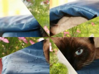 Tout le monde veut devenir un Cat