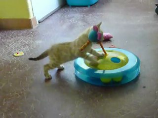 Blitz's kittens (6 weeks) Magic Bengal Cattery