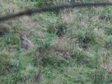 Chat forestier (Felis silvestris)