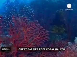 Starfish cull will protect Great Barrier Reef