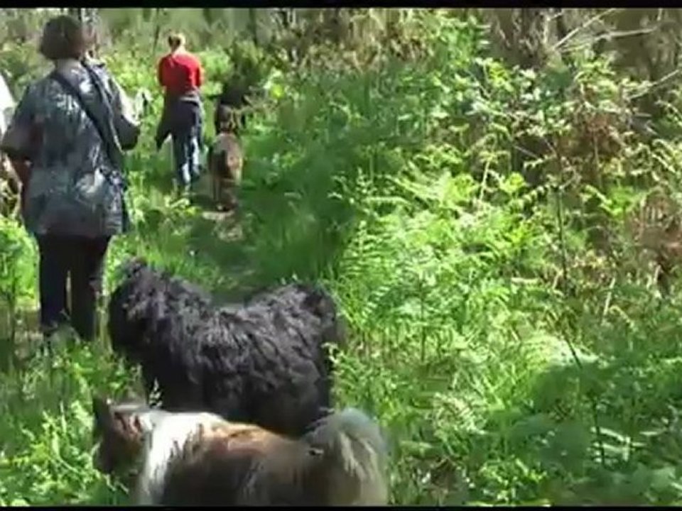 Balades canines éducatives en Gironde