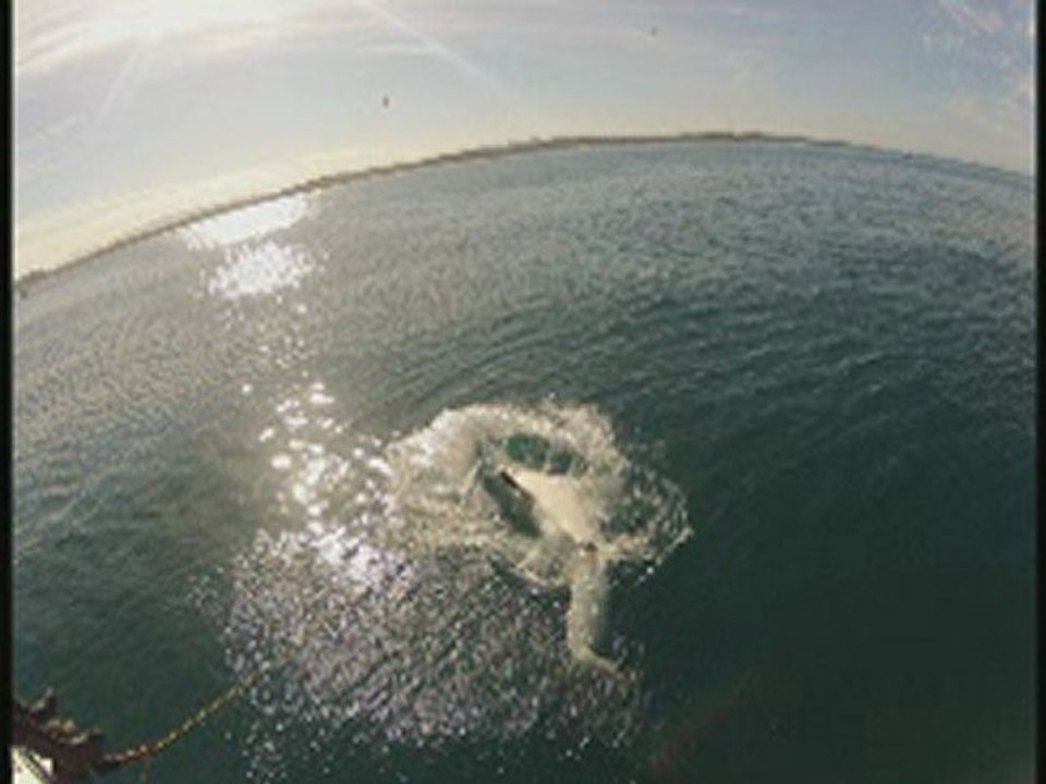 Shark 3, encore et encore