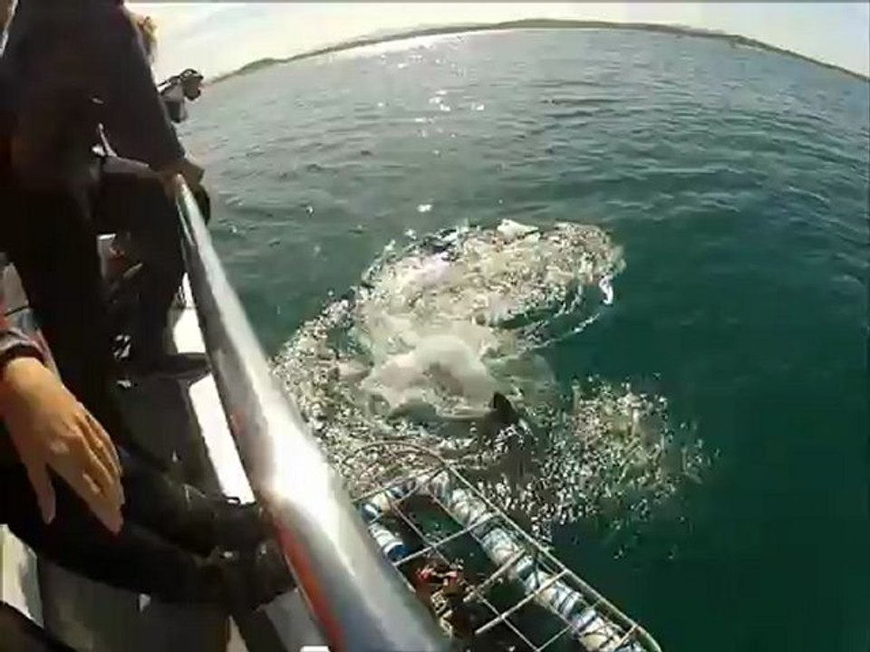 Gang de requins