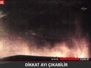 Dikkat Ayı Çıkabilir