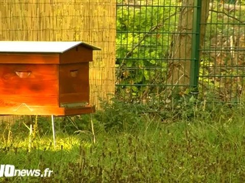 Les ruches, sentinelles de l'environnement