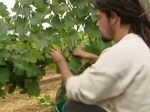 C'est le temps des vendanges pour les crémants de Loire