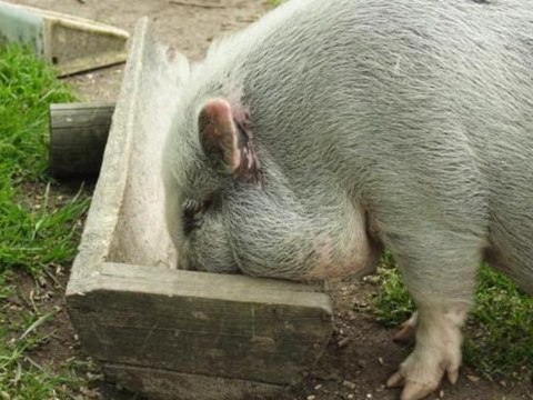 Two Men Banned From All-You-Can-Eat Buffet For Eating Too Much