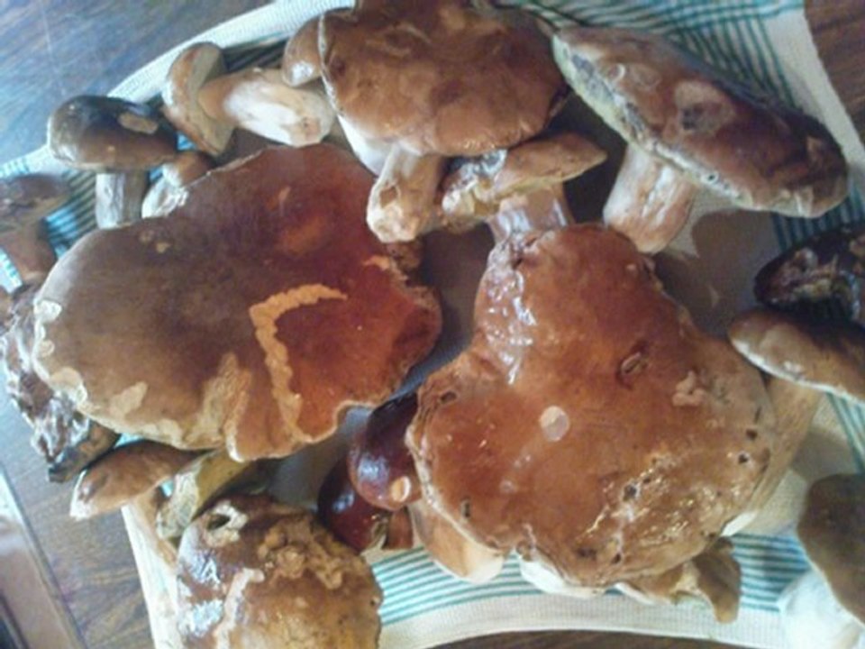 CUEILLETTE DE CEPES