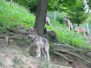 parc animalier des pyrenées
