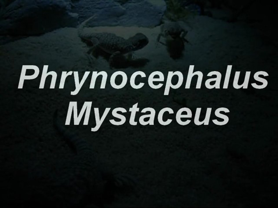 Phrynocephalus Mystaceus