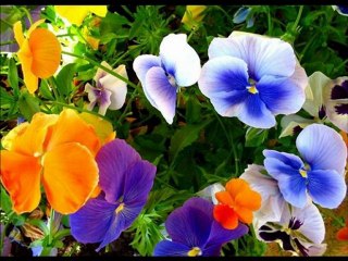 CANIMSIN OLMADI BAHRİ GÖKÇE