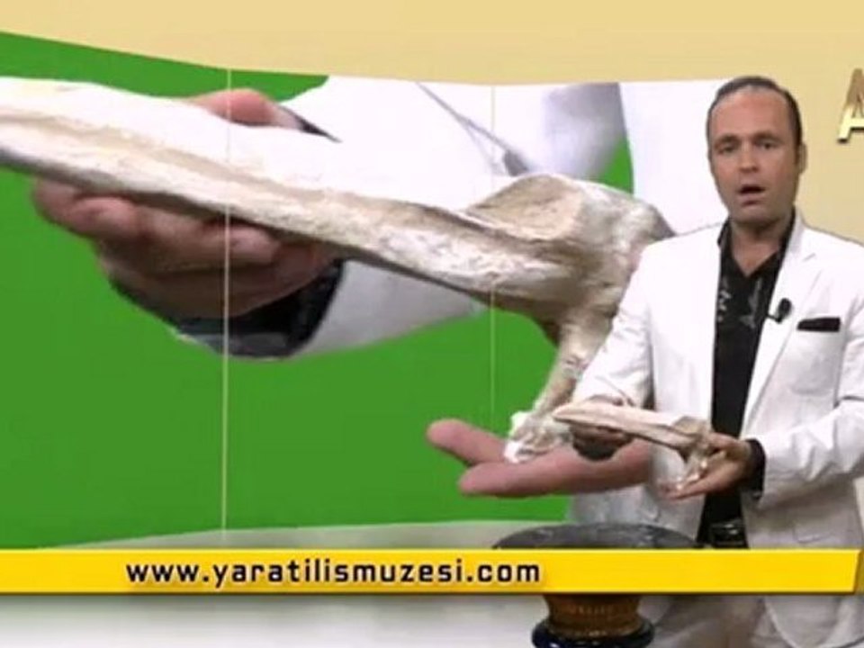 MİLYONLARCA YILDIR DEĞİŞMEYEN PELİKANLAR