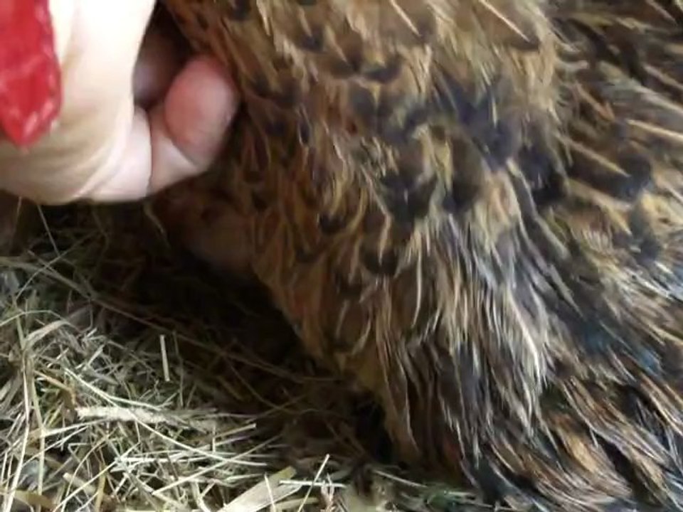 8 Naissance d'un poussin